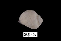 藏品(紫口珊瑚螺)的圖片